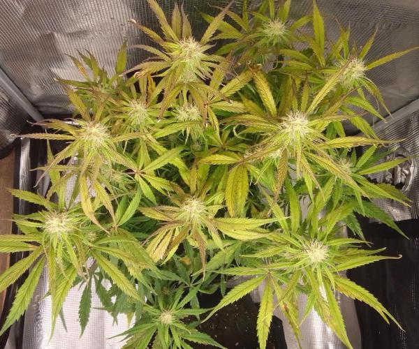 Mars dreams of Amnesia. Week 8 - Day 56