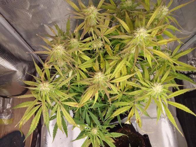 Mars dreams of Amnesia. Week 9 - Day 57