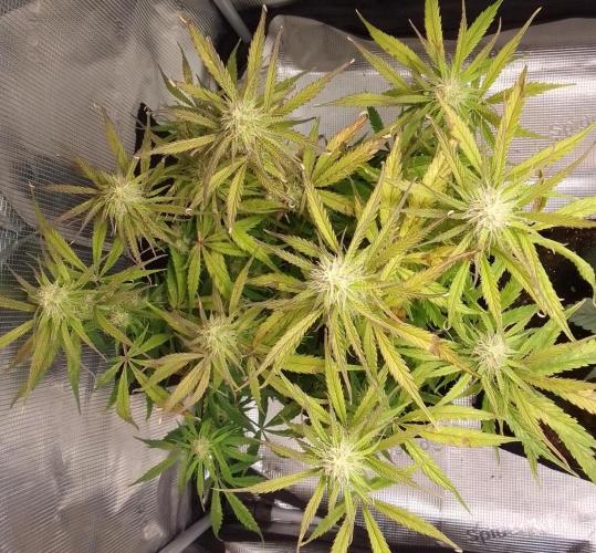 Mars dreams of Amnesia. Week 9 - Day 58