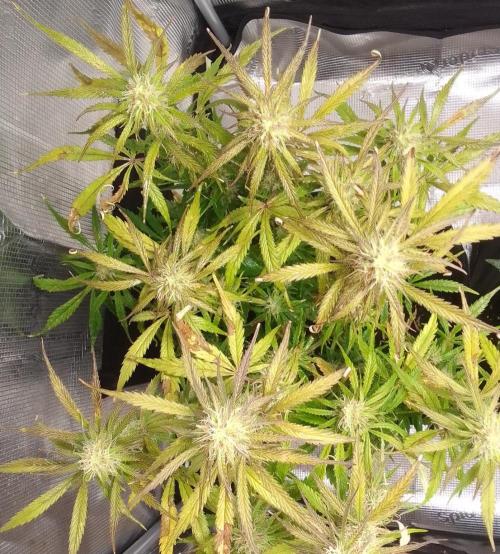 Mars dreams of Amnesia. Week 9 - Day 60