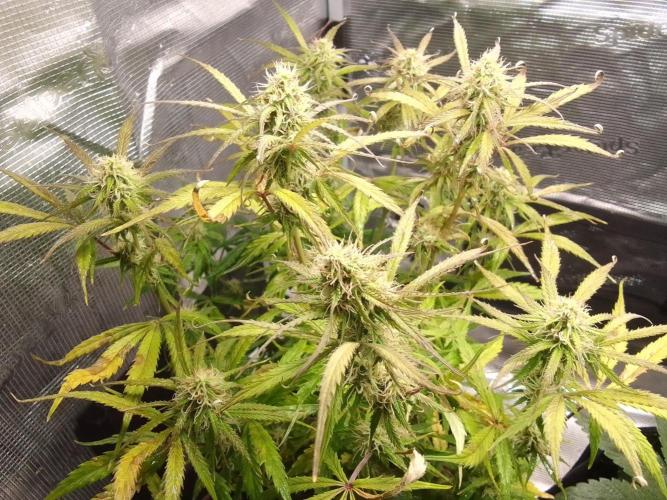 Mars dreams of Amnesia. Week 9 - Day 60