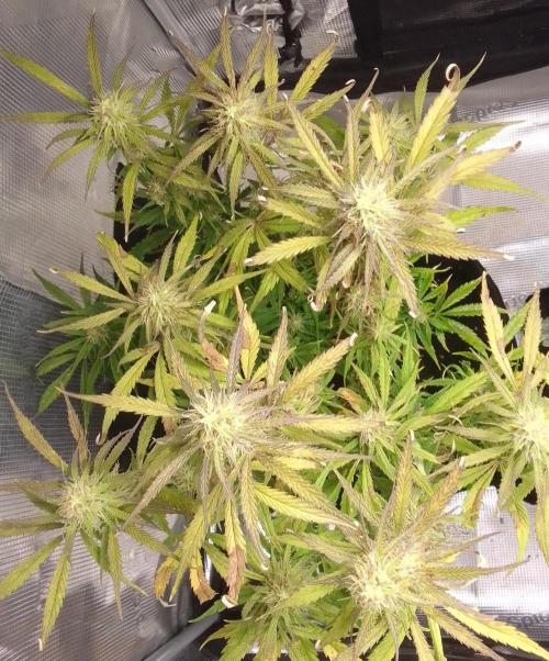 Mars dreams of Amnesia. Week 9 - Day 61