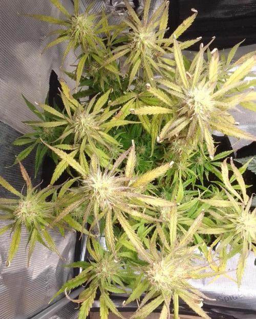 Mars dreams of Amnesia. Week 9 - Day 62