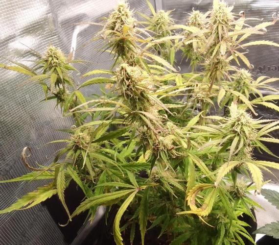 Mars dreams of Amnesia. Week 9 - Day 62