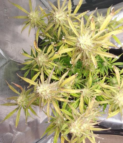 Mars dreams of Amnesia. Week 9 - Day 63