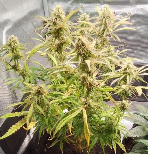 Mars dreams of Amnesia. Week 9 - Day 63