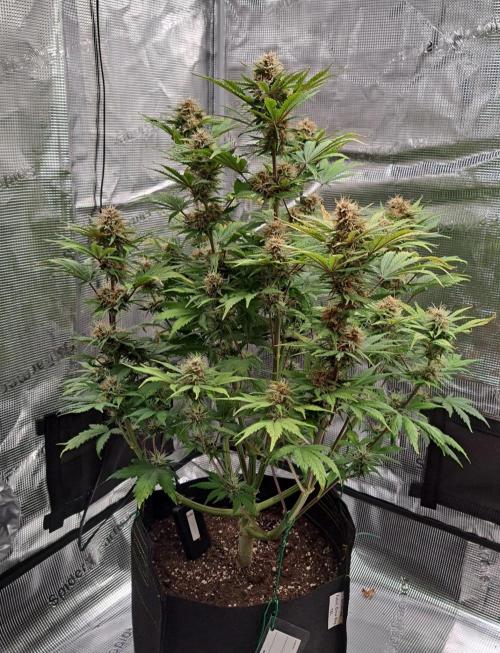 Delighted Diablo is back at Venus. Week 9 - Day 57