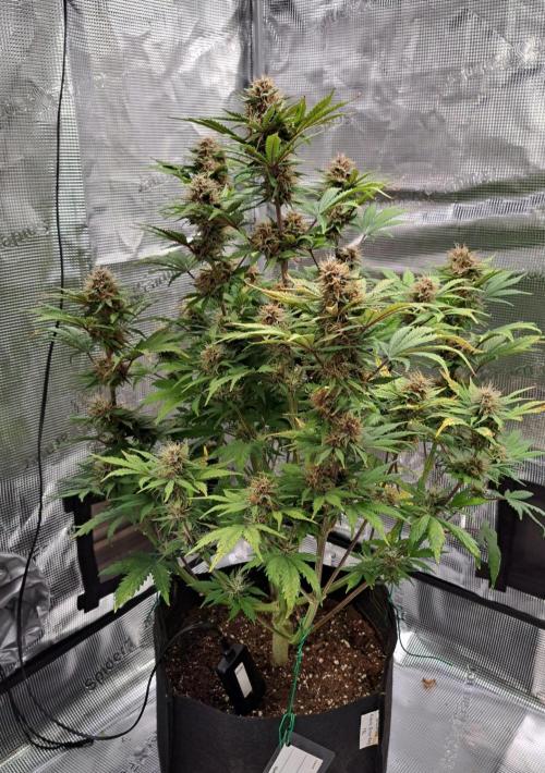 Delighted Diablo is back at Venus. Week 9 - Day 58
