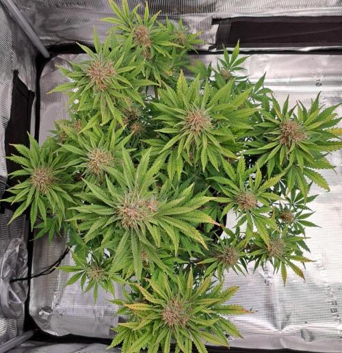 Delighted Diablo is back at Venus. Week 9 - Day 59