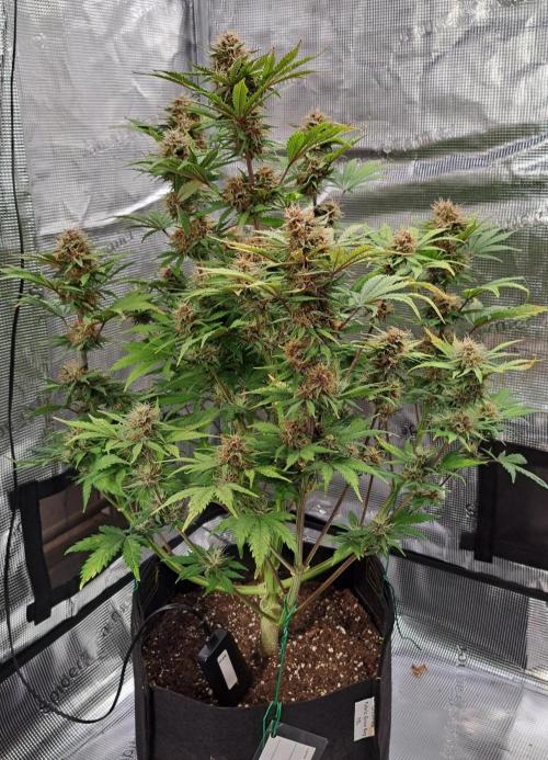 Delighted Diablo is back at Venus. Week 9 - Day 59