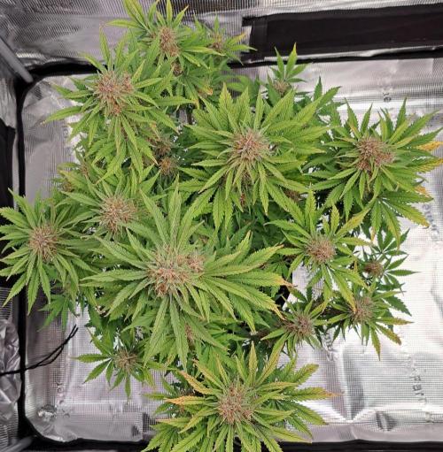 Delighted Diablo is back at Venus. Week 9 - Day 60