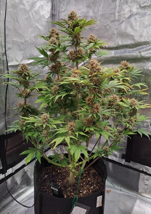 Delighted Diablo is back at Venus. Week 9 - Day 60
