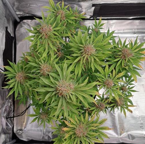 Delighted Diablo is back at Venus. Week 9 - Day 61