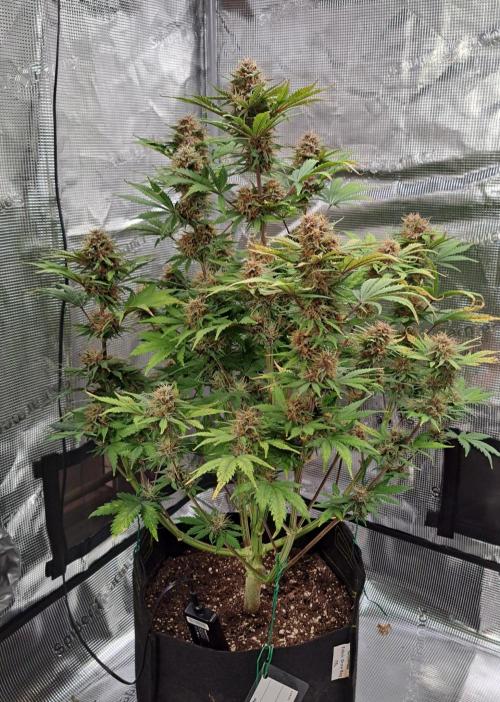 Delighted Diablo is back at Venus. Week 9 - Day 61