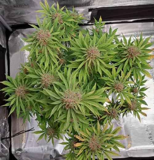 Delighted Diablo is back at Venus. Week 9 - Day 62