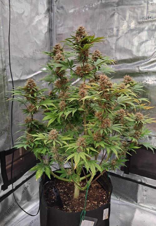 Delighted Diablo is back at Venus. Week 9 - Day 62