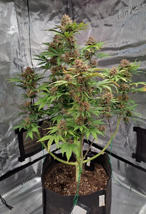 Delighted Diablo is back at Venus. Week 9 - Day 63