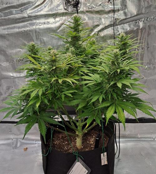 A little Ginger Punch for Venus. Week 10 - Day 64