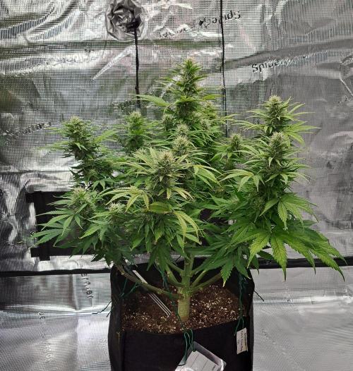 A little Ginger Punch for Venus. Week 10 - Day 66