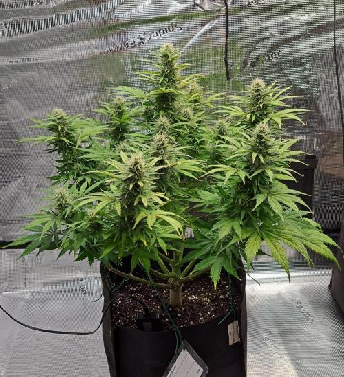 A little Ginger Punch for Venus. Week 10 - Day 68