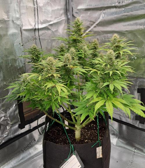 A little Ginger Punch for Venus. Week 10 - Day 70