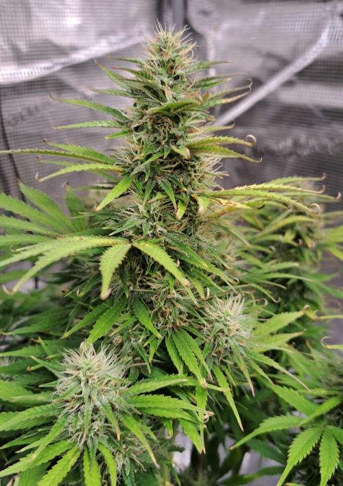 Ginger Punch Auto. Week 10
