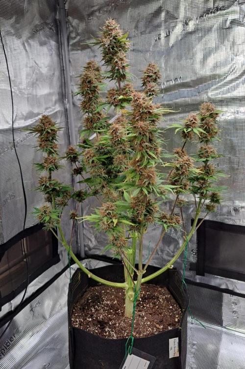 Delighted Diablo is back at Venus. Week 10 - Day 67
