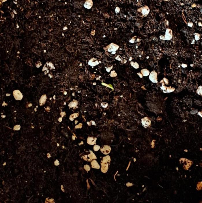 Gorillaz on Mars. Week 0 - Day 0