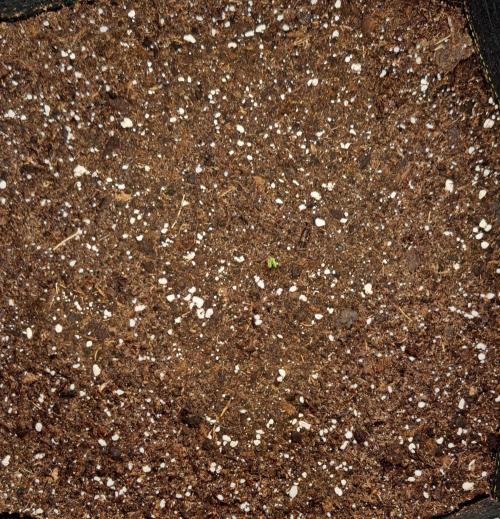 Gorillaz on Mars. Week 1 - Day 1