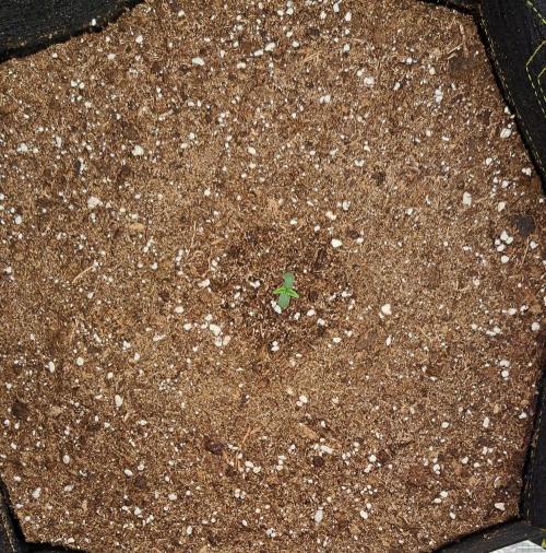 Gorillaz on Mars. Week 1 - Day 2