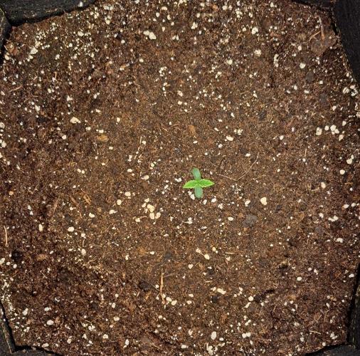 Gorillaz on Mars. Week 1 - Day 3