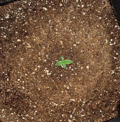 Gorillaz on Mars. Week 1 - Day 4
