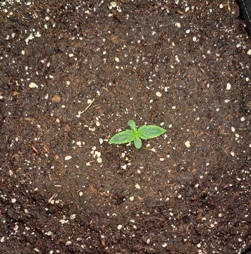Gorillaz on Mars. Week 1 - Day 5