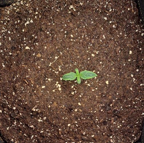 Gorillaz on Mars. Week 1 - Day 6