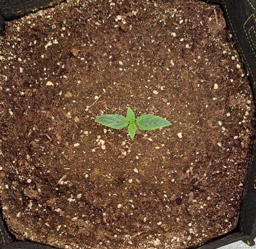 Gorillaz on Mars. Week 1 - Day 7