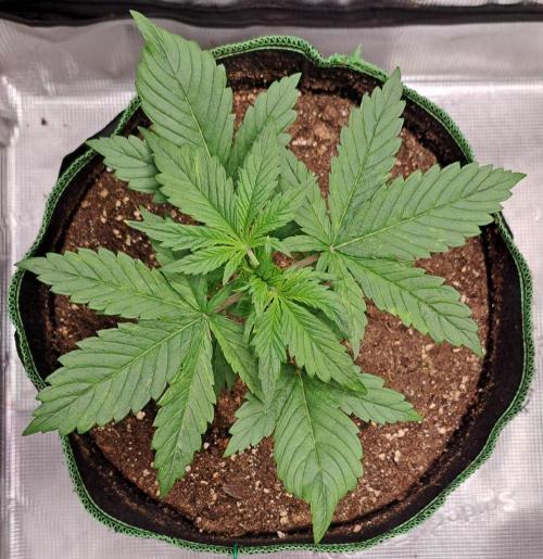 Red Poison spotted on Saturn. Week 3 - Day 16