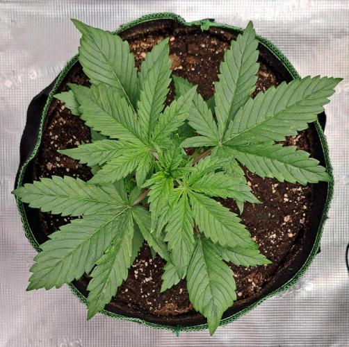 Red Poison spotted on Saturn. Week 3 - Day 17