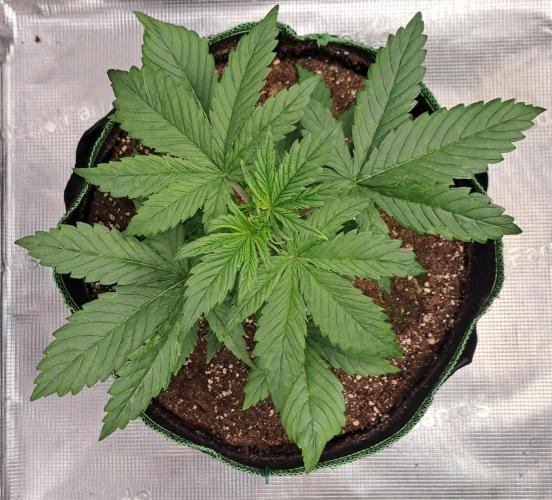 Red Poison spotted on Saturn. Week 3 - Day 18