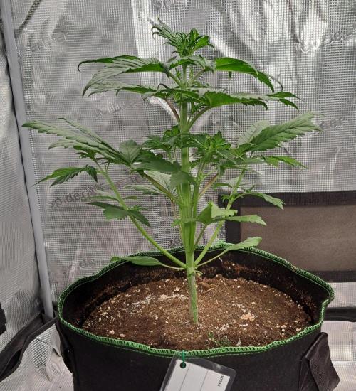 Red Poison Auto. Week 3