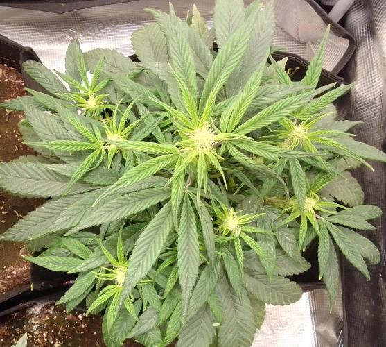 Amnesia Jelly. Week 6