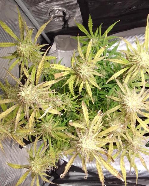 Mars dreams of Amnesia. Week 10 - Day 64