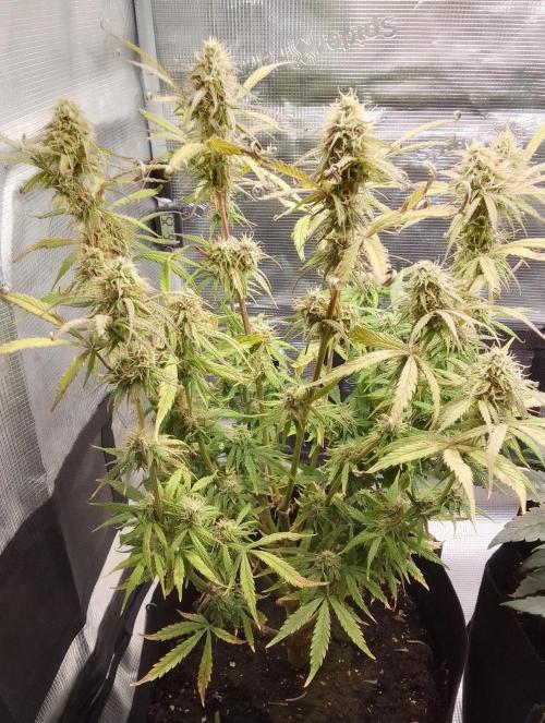 Mars dreams of Amnesia. Week 10 - Day 64