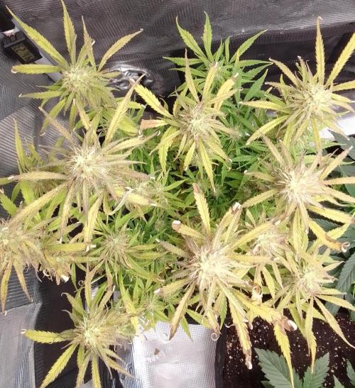 Mars dreams of Amnesia. Week 10 - Day 65