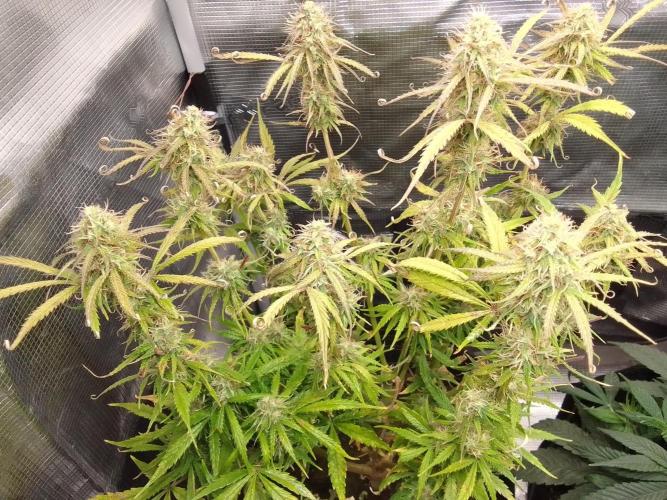 Mars dreams of Amnesia. Week 10 - Day 66