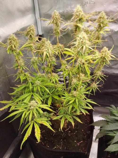 Mars dreams of Amnesia. Week 10 - Day 66