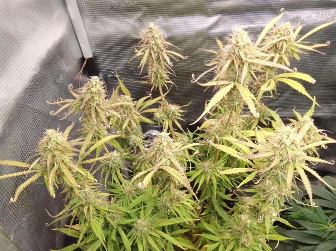 Mars dreams of Amnesia. Week 10 - Day 67