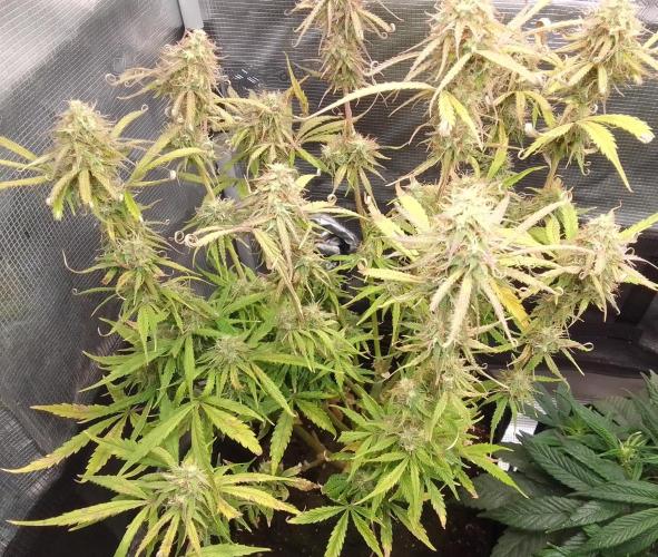 Mars dreams of Amnesia. Week 10 - Day 68