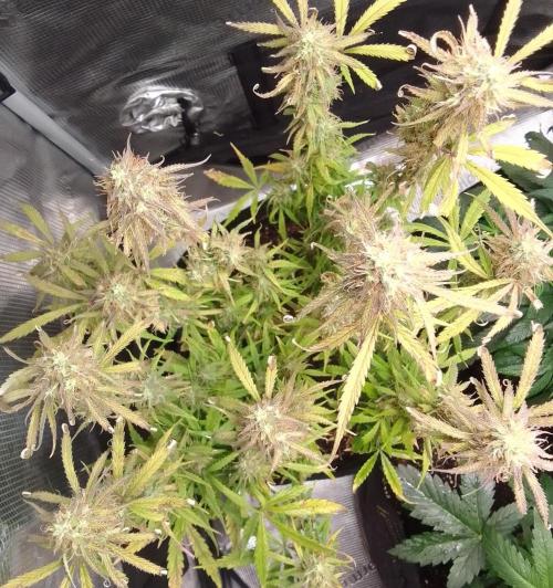 Mars dreams of Amnesia. Week 10 - Day 69