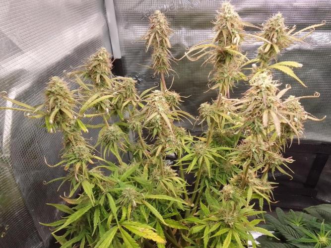 Mars dreams of Amnesia. Week 10 - Day 69