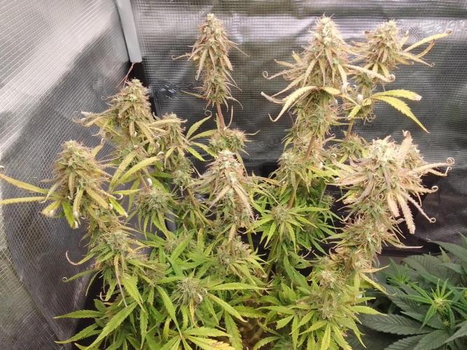Mars dreams of Amnesia. Week 10 - Day 70